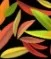 color-icon